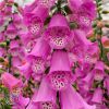Digitalis Foxbee Dark Pink
